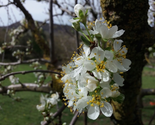 fiore-albero